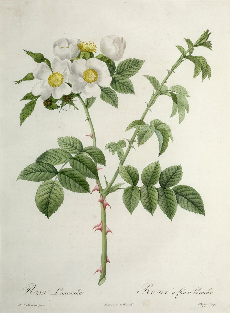 Rosa Leucantha, kaiverrus Chapuy, julkaisija Remond tekijältä Pierre Joseph Redouté