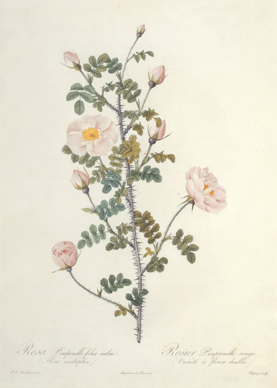 Rosa Pimpinellifolia Rubra Flore Multiplici, kaiverrus Chapuy, julkaisija Remond tekijältä Pierre Joseph Redouté