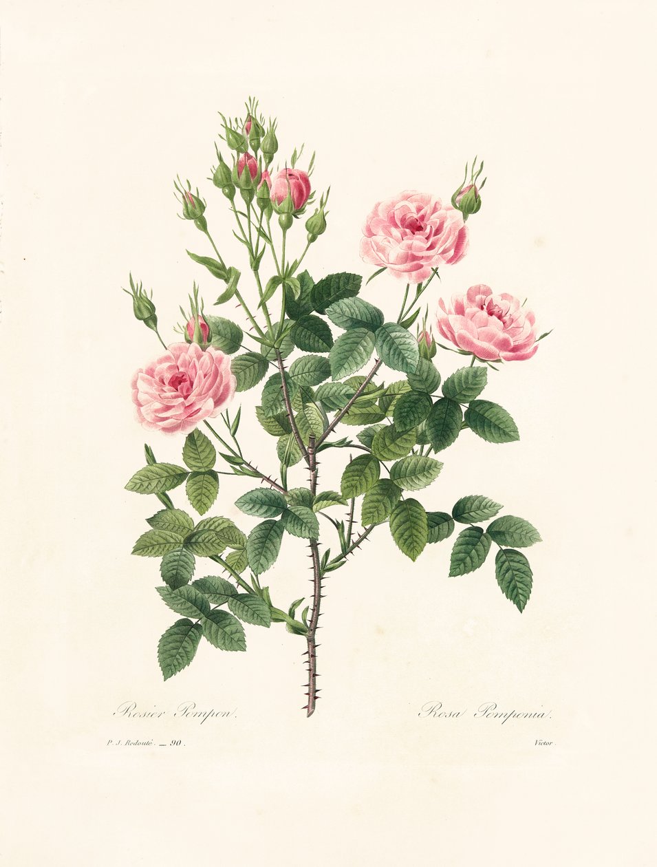 Rosa Pomponia, kaiverrettu Victor, teoksesta "Kauneimpien kukkien ja kauneimpien hedelmien valinta", osa. I, 1827-33 tekijältä Pierre Joseph Redouté