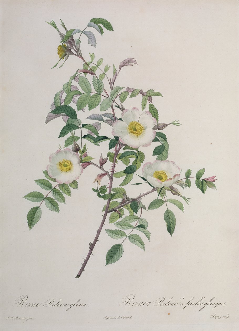 Rosa Redutea glauca, kaiverrus Chapuy, julkaisija Remond tekijältä Pierre Joseph Redouté