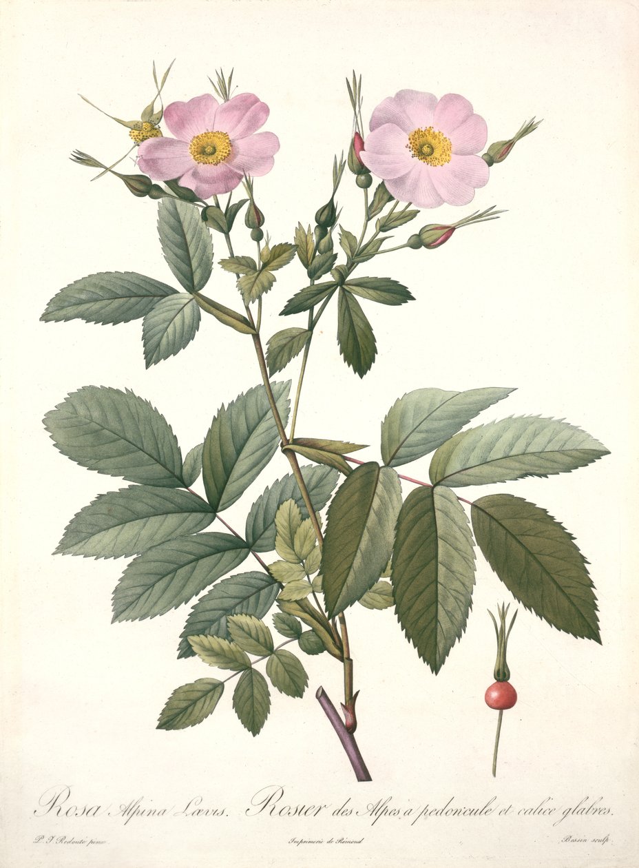 Rosa alpina laevis, Bessinin kaiverrus, teoksesta "Les Roses", 1817-24 (värillinen akvatintta). tekijältä Pierre Joseph Redouté
