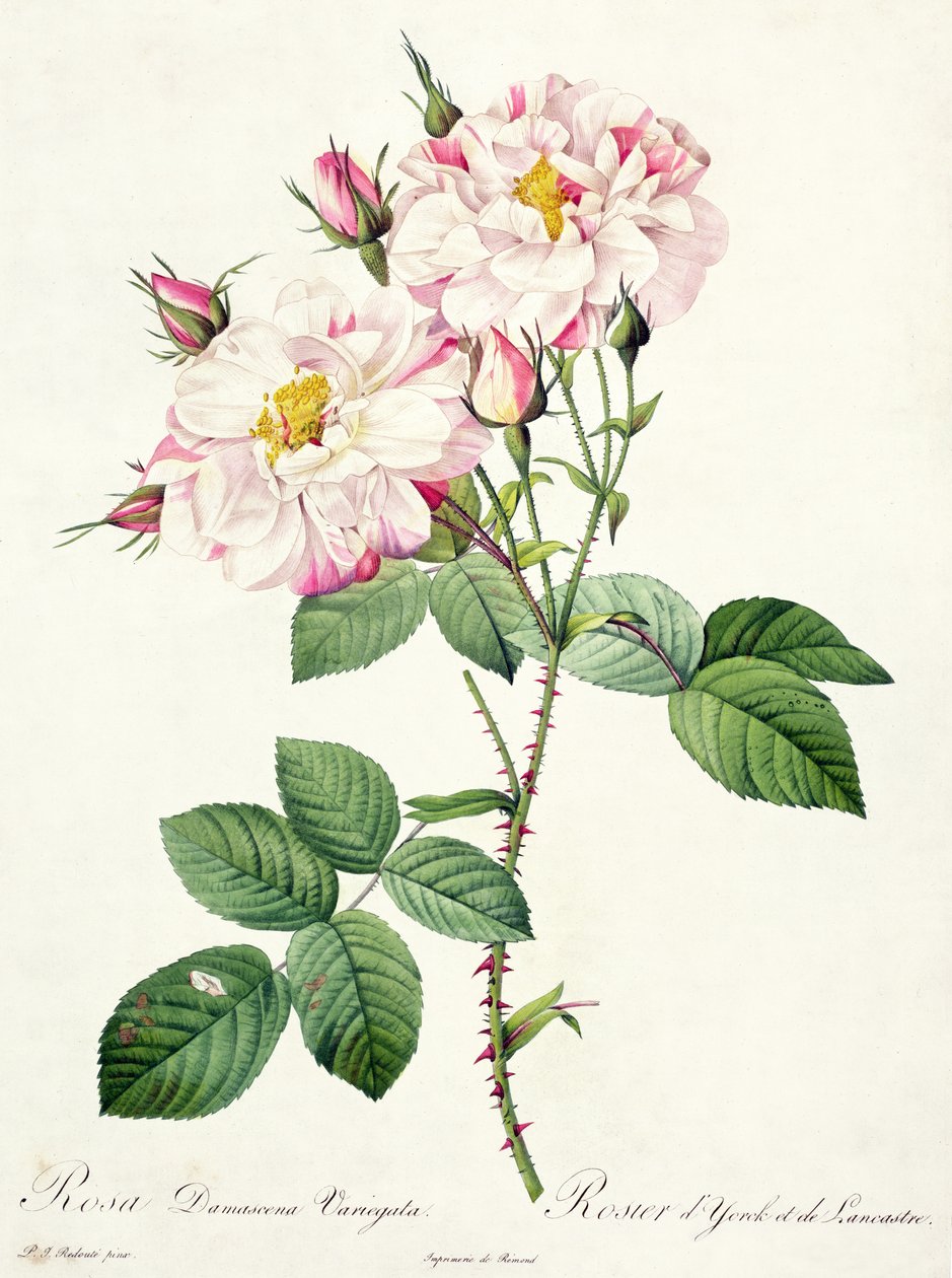 Rosa damascena variegata (Yorkin ja Lancasterin ruusu), Bessinin kaivertama, Les Rosesista, 1817-24 (värillinen akvatinta) tekijältä Pierre Joseph Redouté