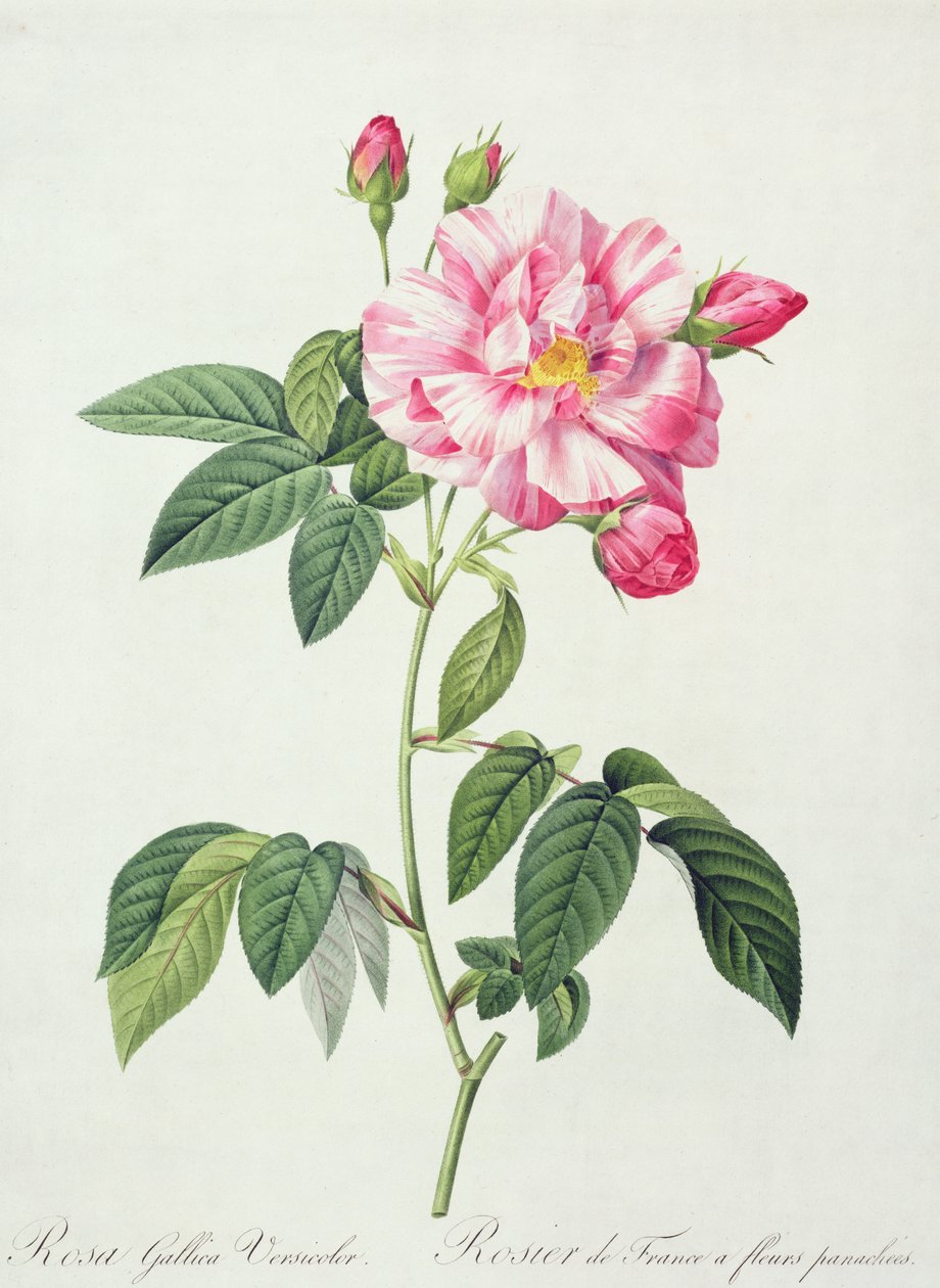 Rosa gallica versicolor (ranskalainen ruusu), kaiverrus Langlois, teoksesta "Les Roses", 1817-24 (värillinen akvatinta) tekijältä Pierre Joseph Redouté