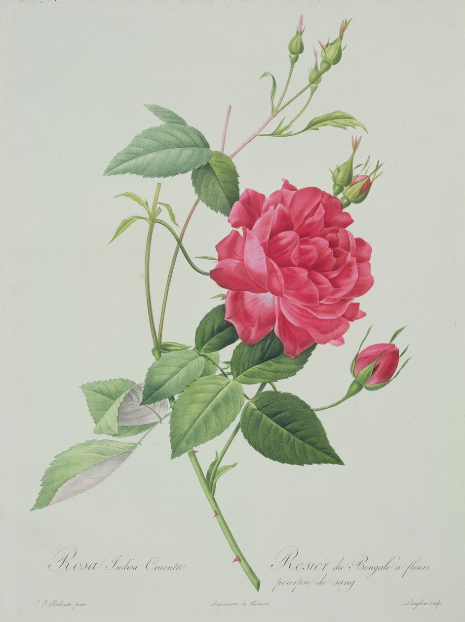 Rosa indica cruenta (verenpunainen bengalin ruusu), kaiverrus Langlois, "Les Roses", 1817-24 (värillinen akvatinta) tekijältä Pierre Joseph Redouté