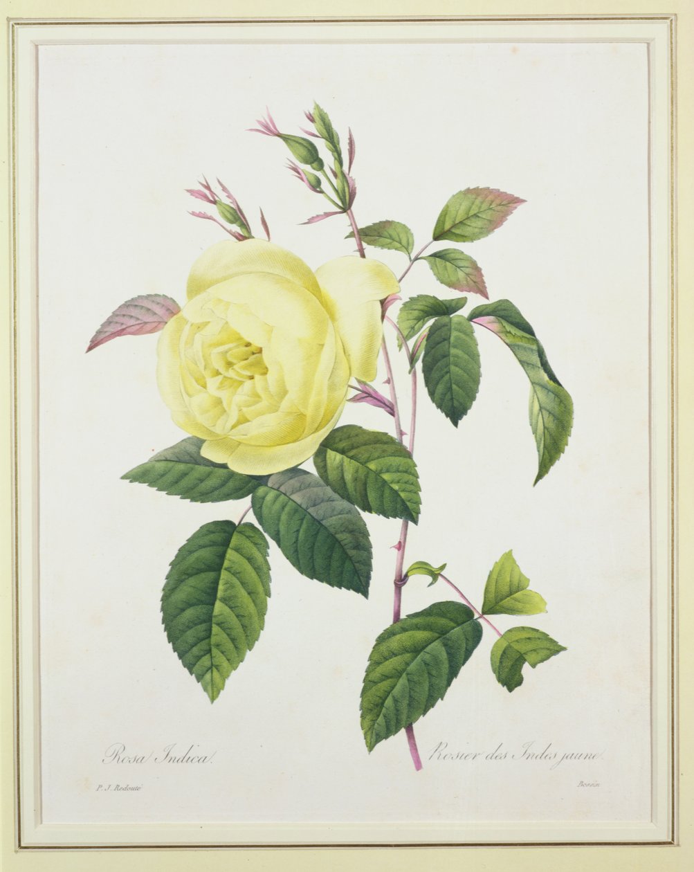 Rosa indica, Bessinin kaivertama, kirjasta "Kauneimpien kukkien valinta", 1827 tekijältä Pierre Joseph Redouté