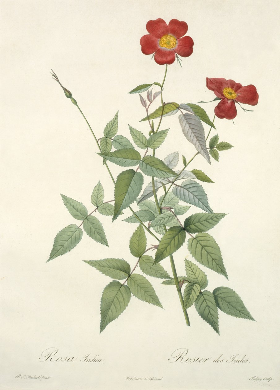 Rosa indica, kaiverrettu Chapuy, teoksesta "Les Roses", 1817-24 (värillinen akvatinta) tekijältä Pierre Joseph Redouté