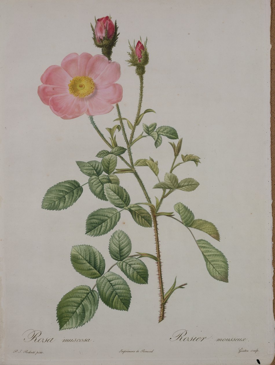 Rosa muscosa (sammaleenruusu), kaiverrettu Gouten, teoksesta "Les Roses", 1817-24 (värillinen akvatinta) tekijältä Pierre Joseph Redouté