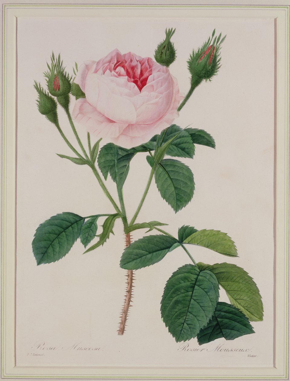 Rosa muscosa (sammaleenruusu), kaiverrettu Victor, teoksesta "Kauneimpien kukkien valinta", 1827 tekijältä Pierre Joseph Redouté