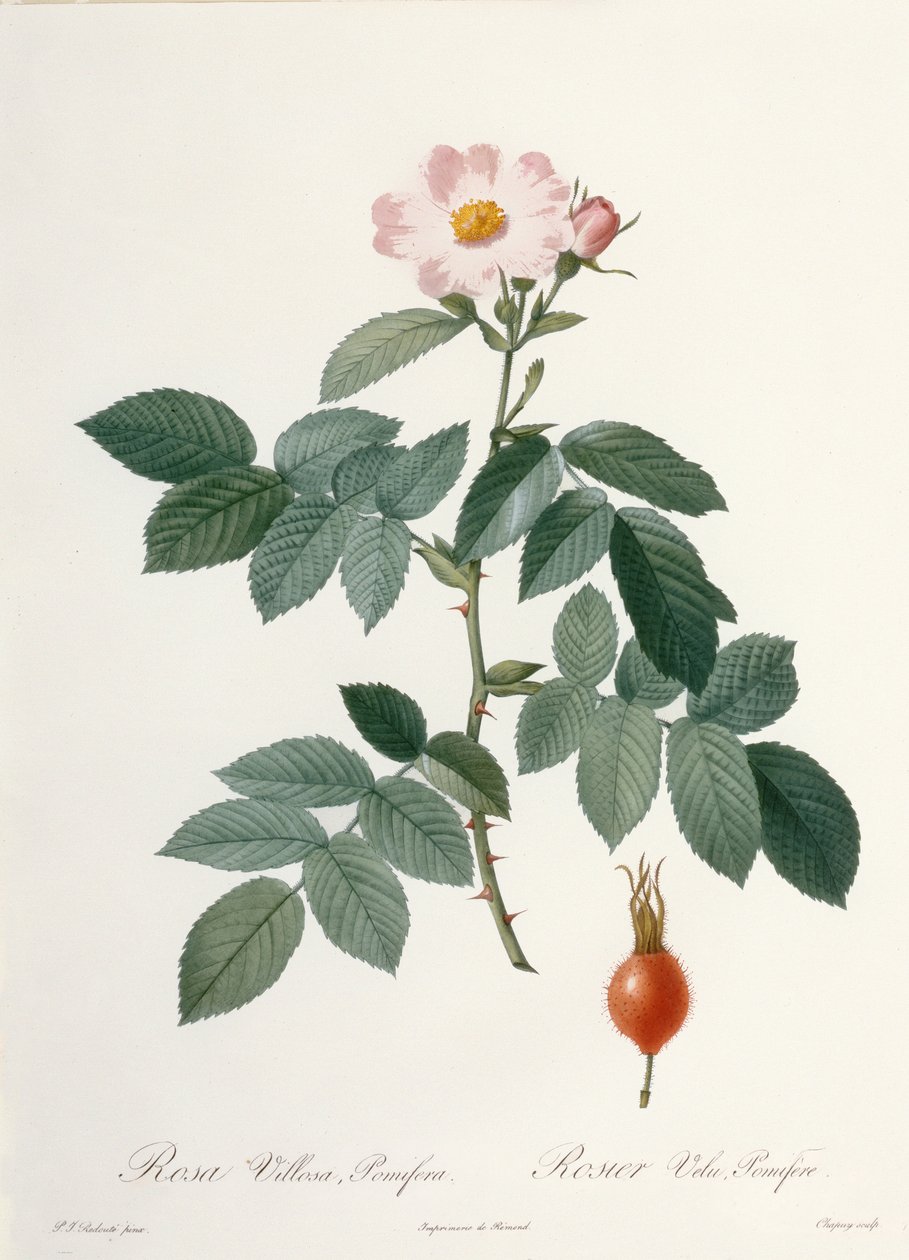 Rosa villosa, pomifera (omenakaruusu), kaiverrus Chapuy, teoksesta "Les Roses", 1817-24 (värillinen akvatinta) tekijältä Pierre Joseph Redouté