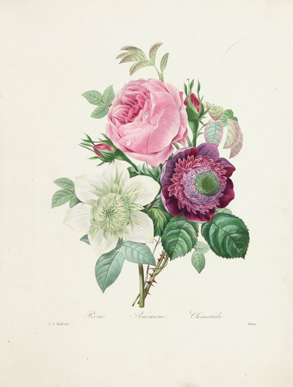 Ruusu, Anemone ja Clematis, Victorin kaiverrus, teoksesta "Choix des Plus Belles Fleurs et des Plus Beaux Fruits", 1827-33. tekijältä Pierre Joseph Redouté