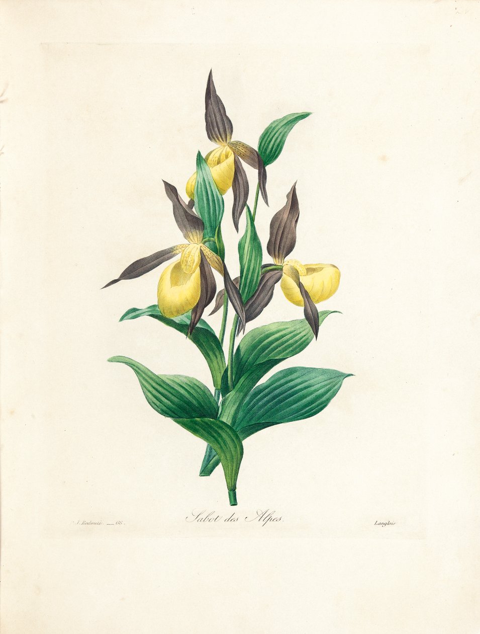 Sabot des Alpes, kaiverrus Langlois, teoksesta "Kauneimpien kukkien ja kauneimpien hedelmien valinta", osa. II, 1827-33 tekijältä Pierre Joseph Redouté