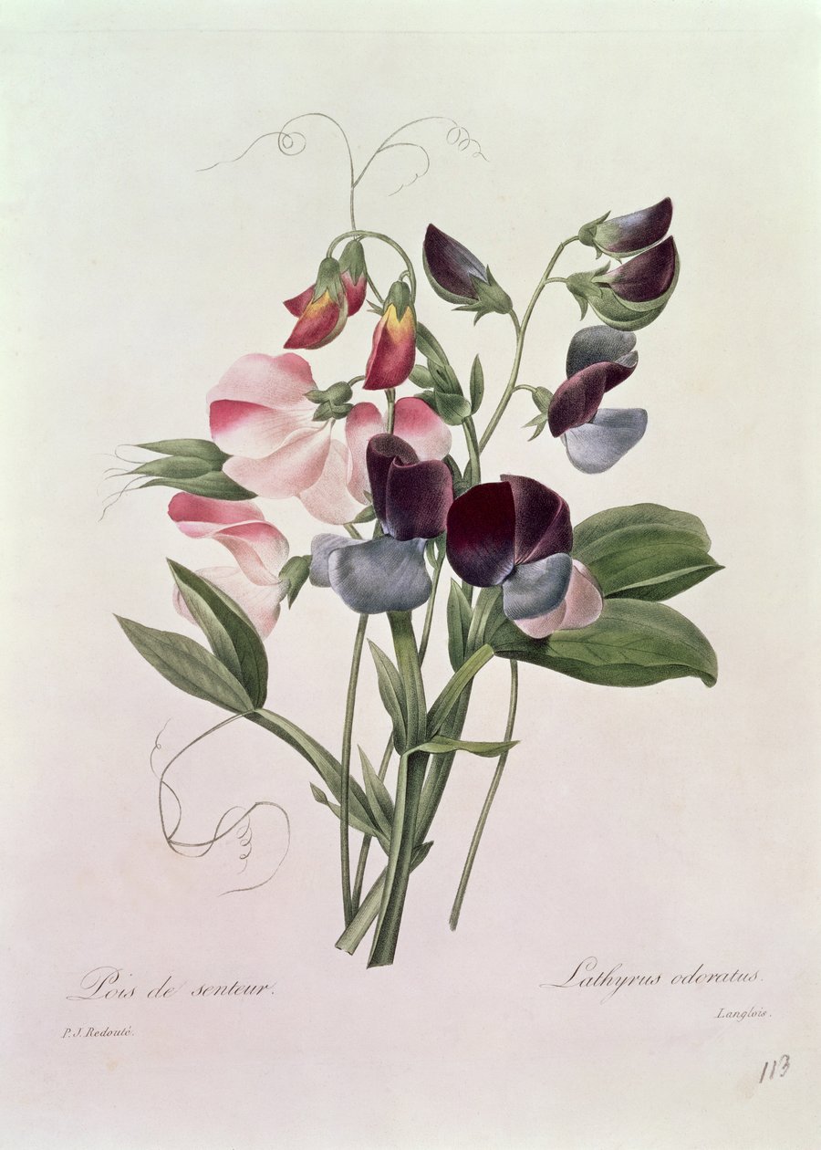 Langlois