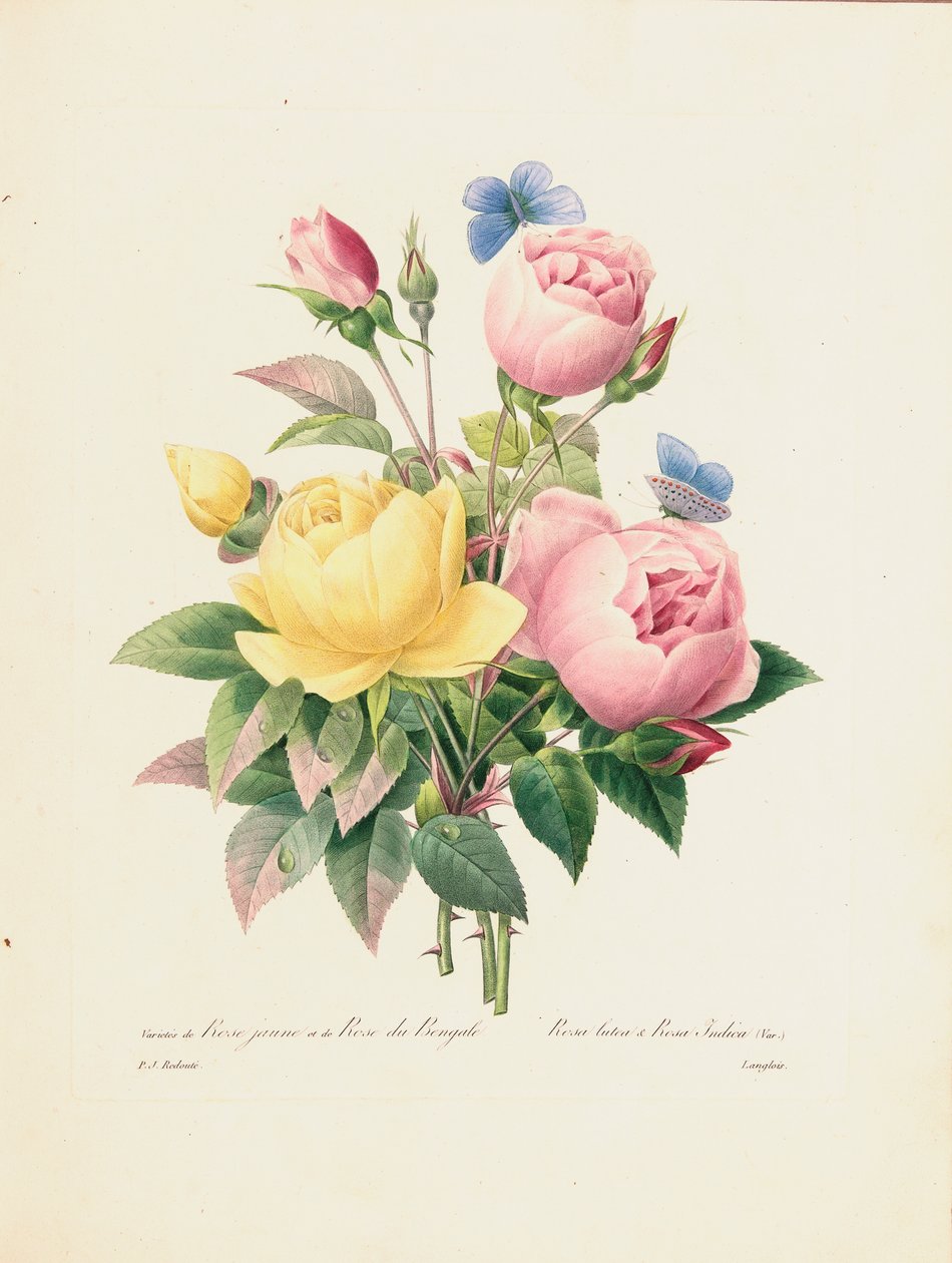 Keltaisten ruusujen ja bengalin ruusujen lajike, kaiverrettu Langlois, kirjasta "Kauneimpien kukkien ja kauneimpien hedelmien valinta", osa. I, 1827-33 tekijältä Pierre Joseph Redouté