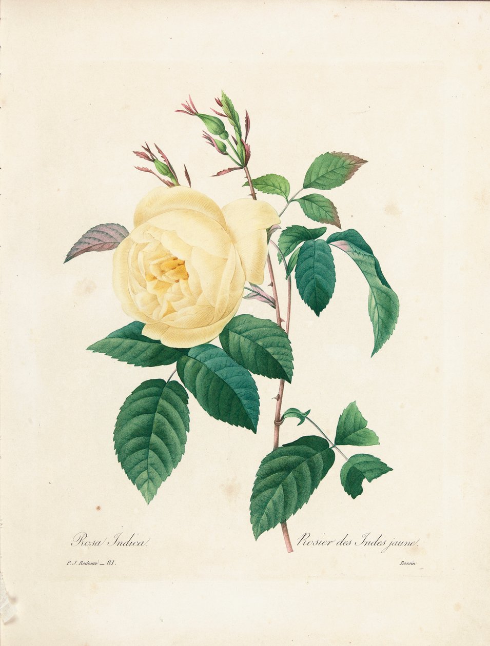 Keltainen Rosa Indica, kaiverrettu Bessinin teoksesta "Kauneimpien kukkien ja kauneimpien hedelmien valinta", osa. I, 1827-33 tekijältä Pierre Joseph Redouté