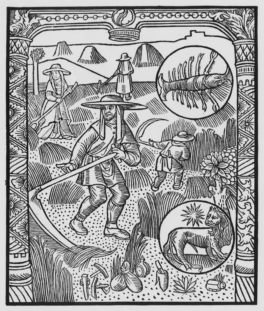 Heinäkuu, heinänteko, Syöpä, kuvitus "Almanach des Bergersistä", 1491 (ksylografi) tekijältä Pierre Le Rouge
