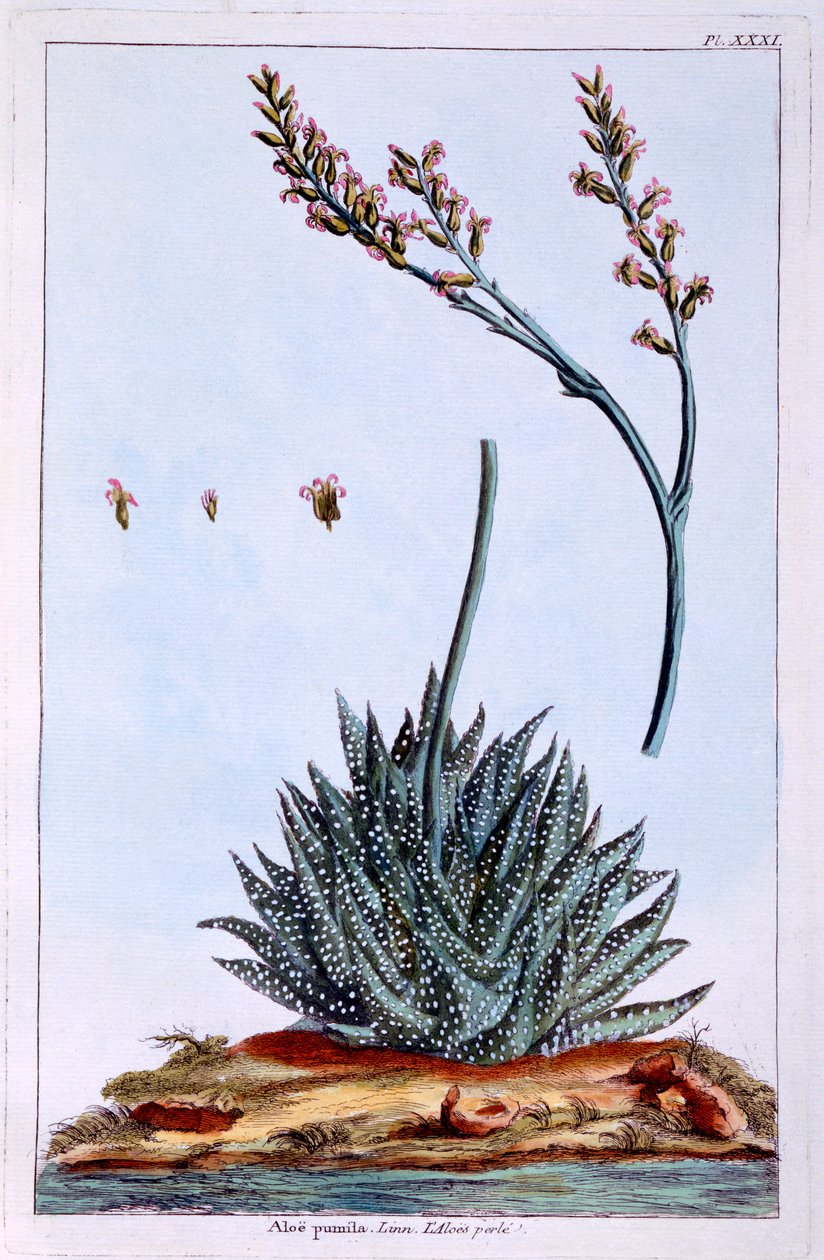 Aloe, kuvitus kokoelmasta "Collection Precieuse et Enluminee Des Floura", Pierre Joseph Buchoz, julkaistu 1776 tekijältä Pierre Joseph Buchoz