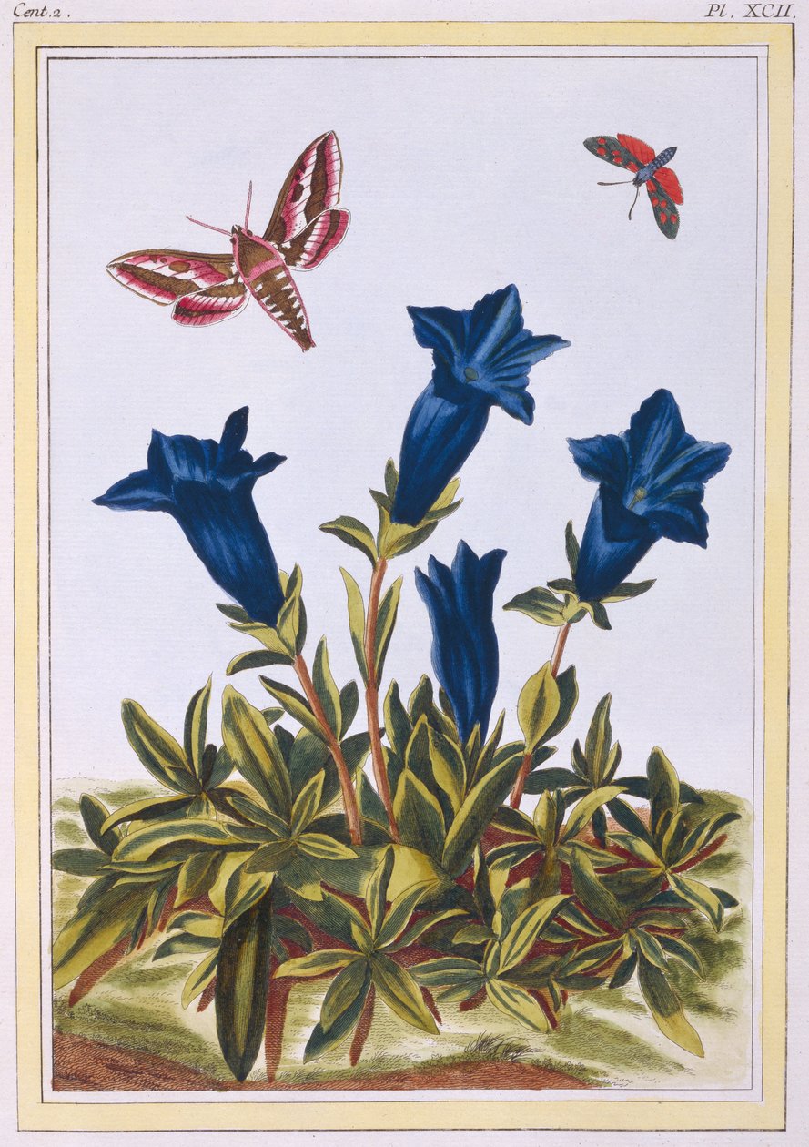 Blue Gentian (Trumpetin kukka), n.1776 (käsinvärinen kaiverrus) tekijältä Pierre Joseph Buchoz