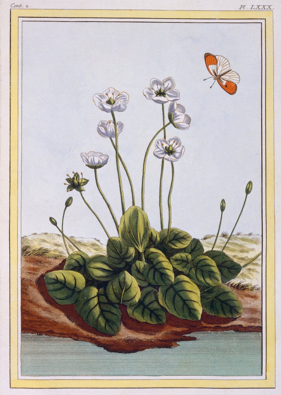 Chiendent de Parnasse (Parnassuksen ruoho), n.1776 (käsinvärinen kaiverrus) tekijältä Pierre Joseph Buchoz