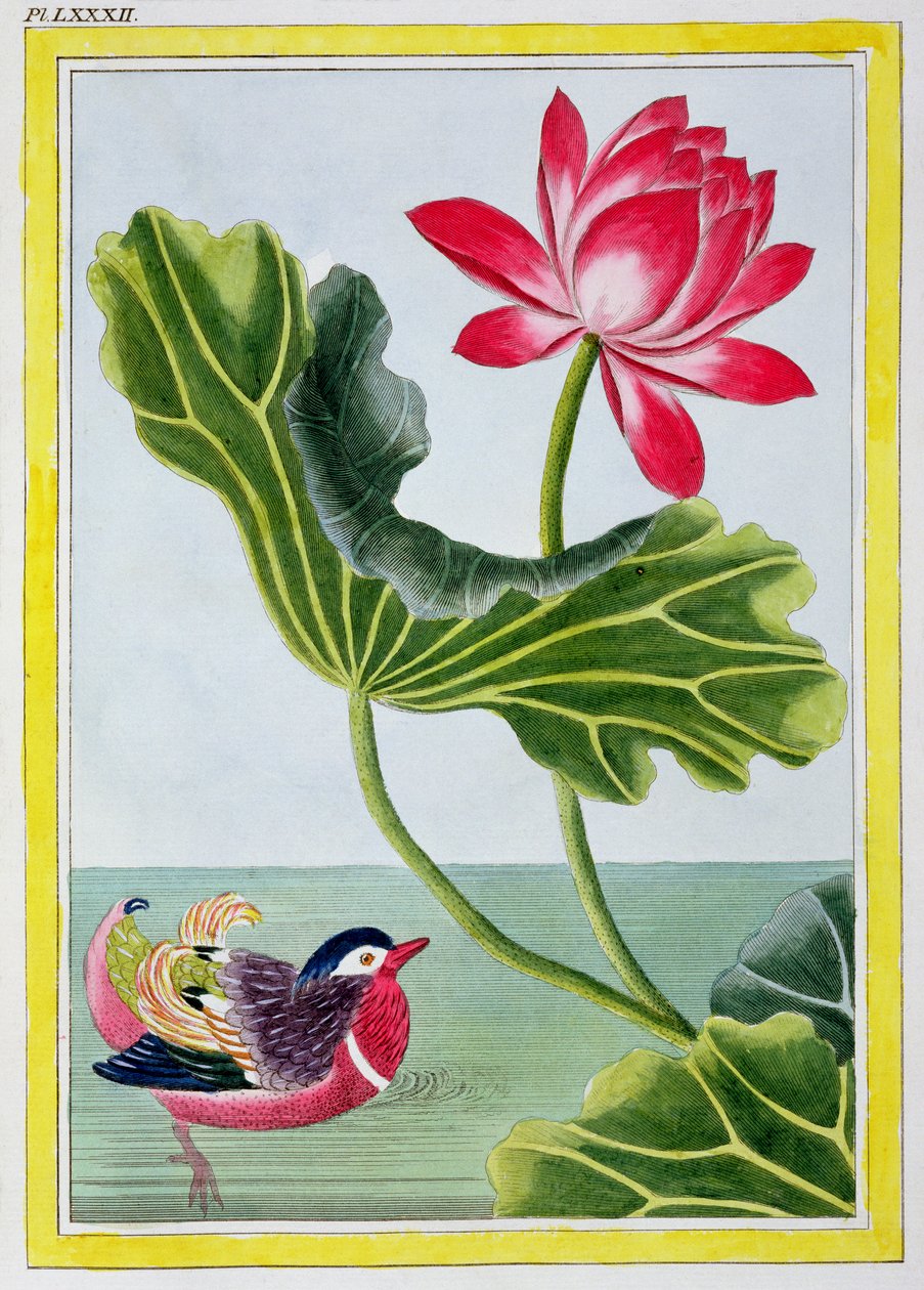 Chinese Red Water Lily, Volume I, levy 82, kokoelmasta Precious and Enluminee Collection of Flowers, Kauneimmat ja uteliaisimmat, joita viljeltiin sekä Kiinan puutarhoissa että missä tekijältä Pierre Joseph Buchoz