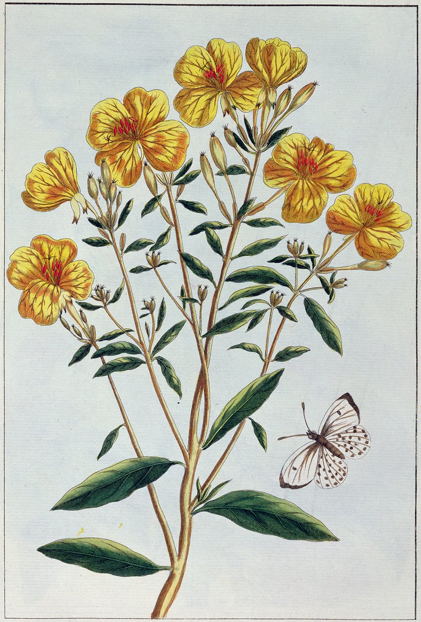 Evening Primrose, levy 73 kokoelmasta Precieuse et Enluminee, osa II (värikaiverrus) tekijältä Pierre Joseph Buchoz