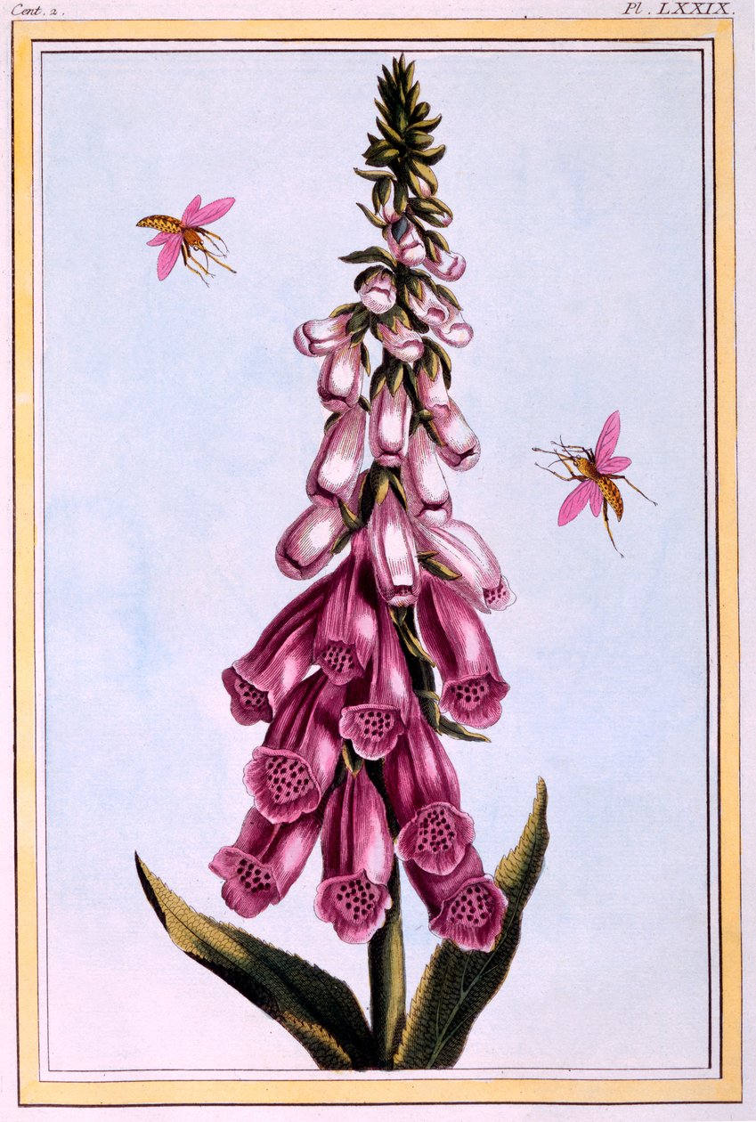 Foxglove Digitalis, kuvitus "Collection Precieuse et Enluminee Des Floura" osasta II, Pierre Joseph Buchoz, julkaistu 1776 tekijältä Pierre Joseph Buchoz