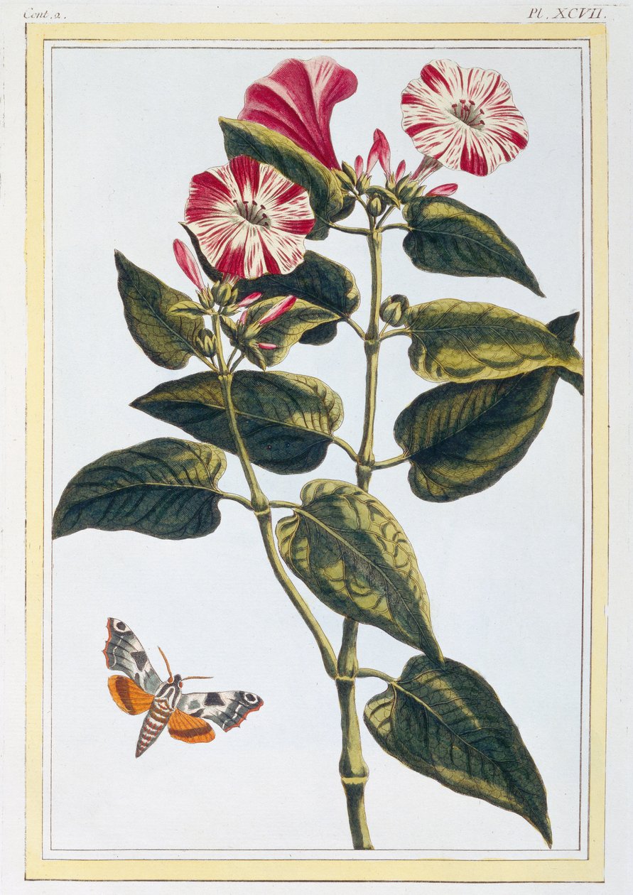 Morning Glory, n.1766 (käsinvärinen kaiverrus) tekijältä Pierre Joseph Buchoz