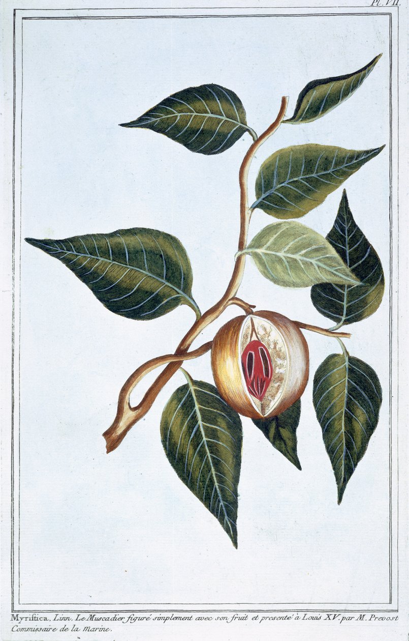 Muskottipähkinä, levy 7, kokoelma "Collection Precieuse et Enluminee", osa III (värikaiverrus). tekijältä Pierre Joseph Buchoz