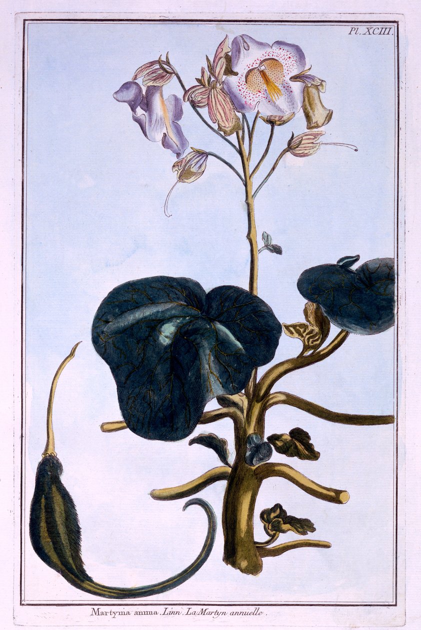 Proboscis Flower tekijältä Pierre Joseph Buchoz