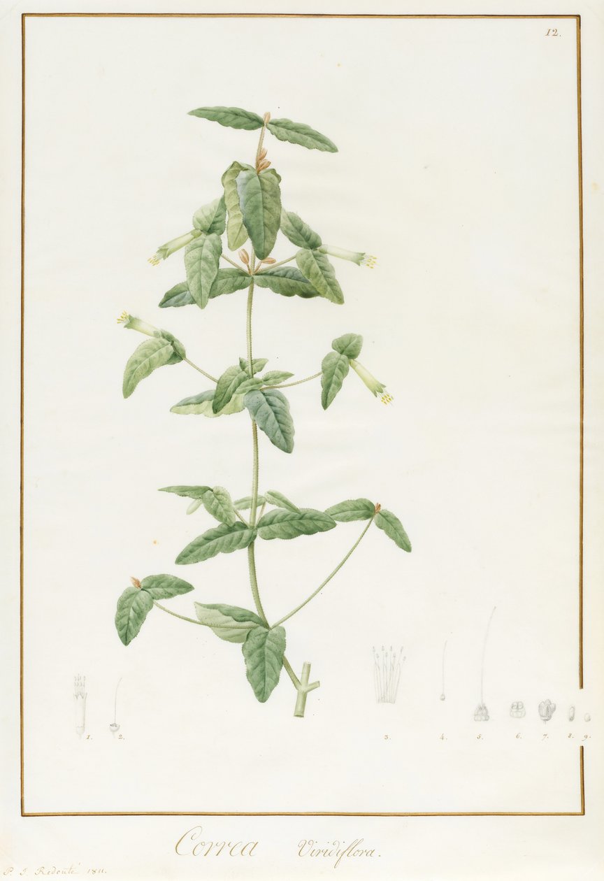 Correa Vieisiflora, 1811 (wc ja vartaloväri grafiitin jälkien päällä perunakalvolla) tekijältä Pierre Joseph Redouté