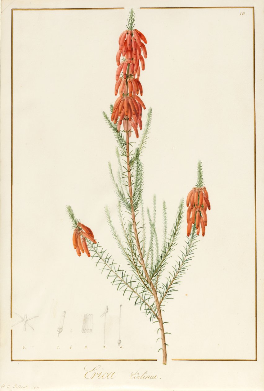 Erica Edilinei, 1811 (wc ja vartaloväri grafiitin jäännösten päällä perunakalvolla) tekijältä Pierre Joseph Redouté