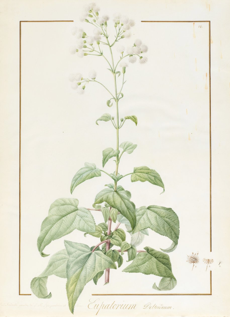Eupatorium Deltoideum (wc ja vartaloväri grafiitin jälkien päällä perunakalvolla) tekijältä Pierre Joseph Redouté