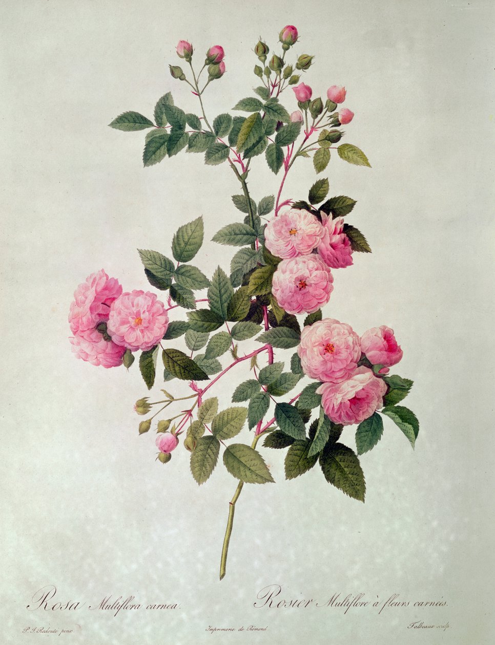 Thory Roses, Rosa Multiflora Carnea (litografia) tekijältä Pierre Joseph Redouté