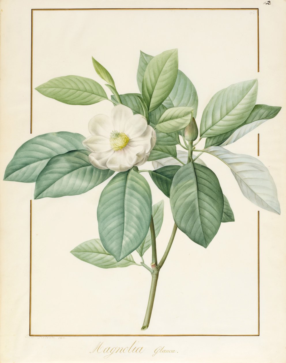Magnolia Glauca, 1811 (wc ja vartaloväri grafiitin päällä perunakalvolla) tekijältä Pierre Joseph Redouté