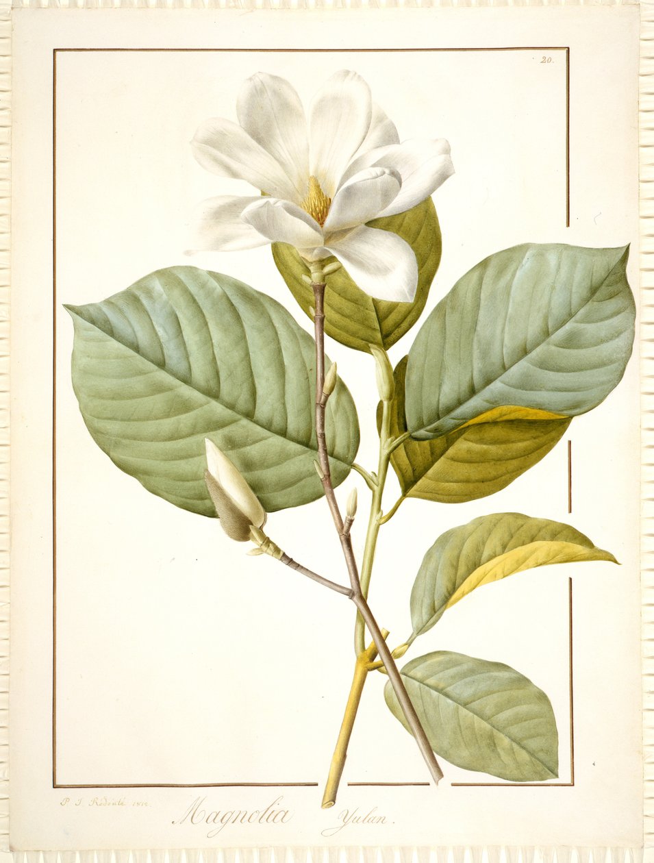 Magnolia Yulan, Magnolia Denudata, 1812 (wc ja vartaloväri grafiitin jälkien päällä perunakalvolla) tekijältä Pierre Joseph Redouté