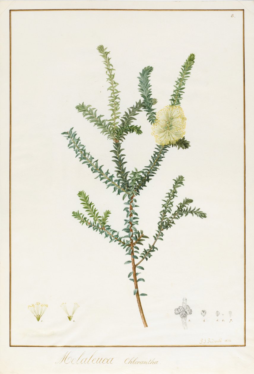 Melaleuca Chlorantha, 1812 (wc ja vartaloväri grafiitin jälkien päällä perunakalvolla) tekijältä Pierre Joseph Redouté