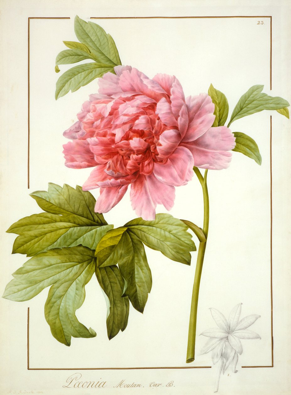 Paeonia Suffruticosa, 1812 (wc, jossa on arabikumi grafiittijäljen päällä vellumilla). tekijältä Pierre Joseph Redouté