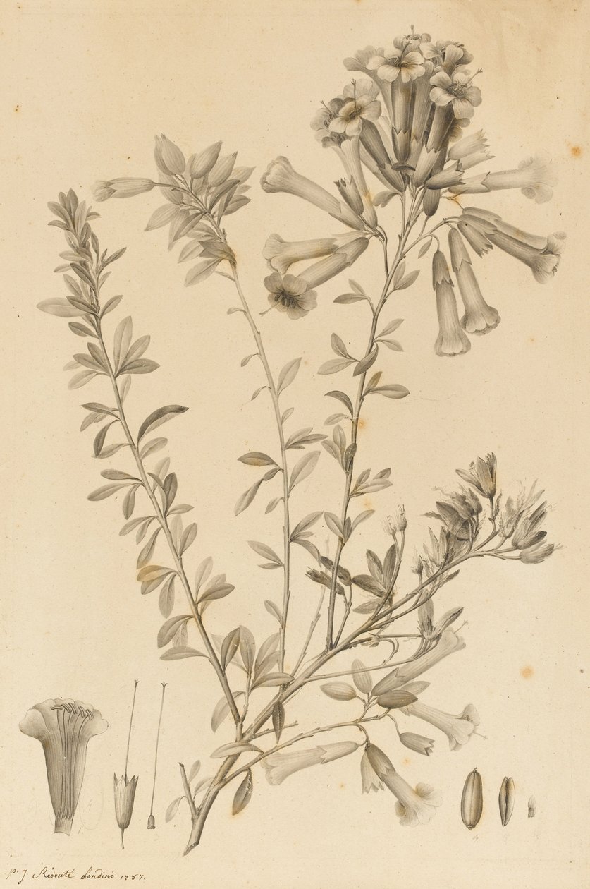 Periphragmos Species, 1787 (musta muste ja harmaa pesu paperille, kiinnitetty telineeseen) tekijältä Pierre Joseph Redouté