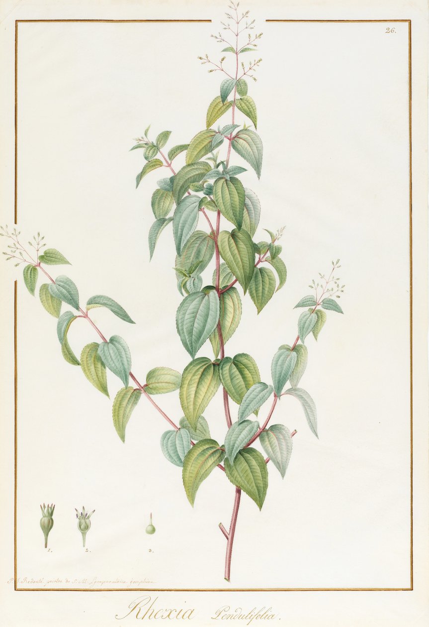 Rhexia Pendulifolia (wc ja vartaloväri grafiitin jälkien päällä perunakalvolla) tekijältä Pierre Joseph Redouté