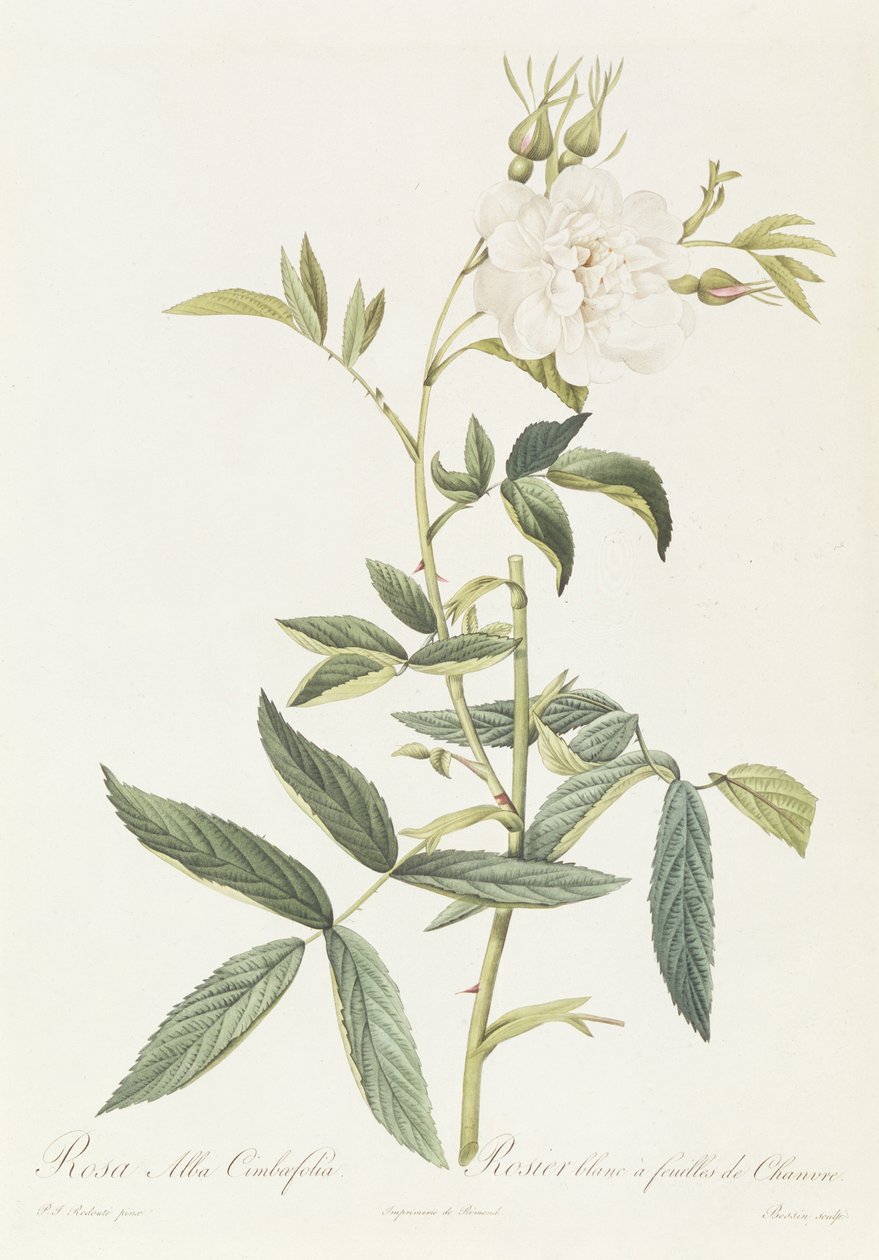 Rosa Alba Cimbaefolia tekijältä Pierre Joseph Redouté
