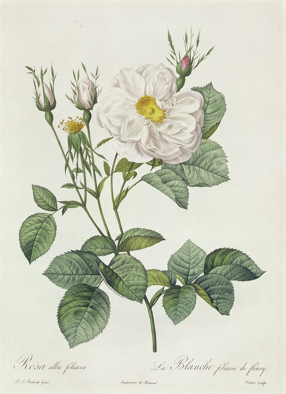 Rosa Alba Foliacea tekijältä Pierre Joseph Redouté