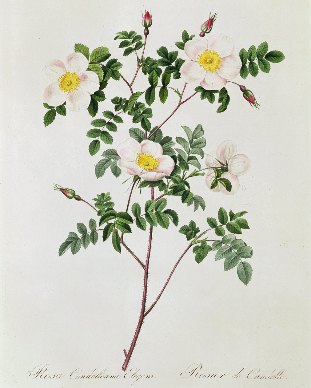 Rosa Candolleana Elegans tekijältä Pierre Joseph Redouté