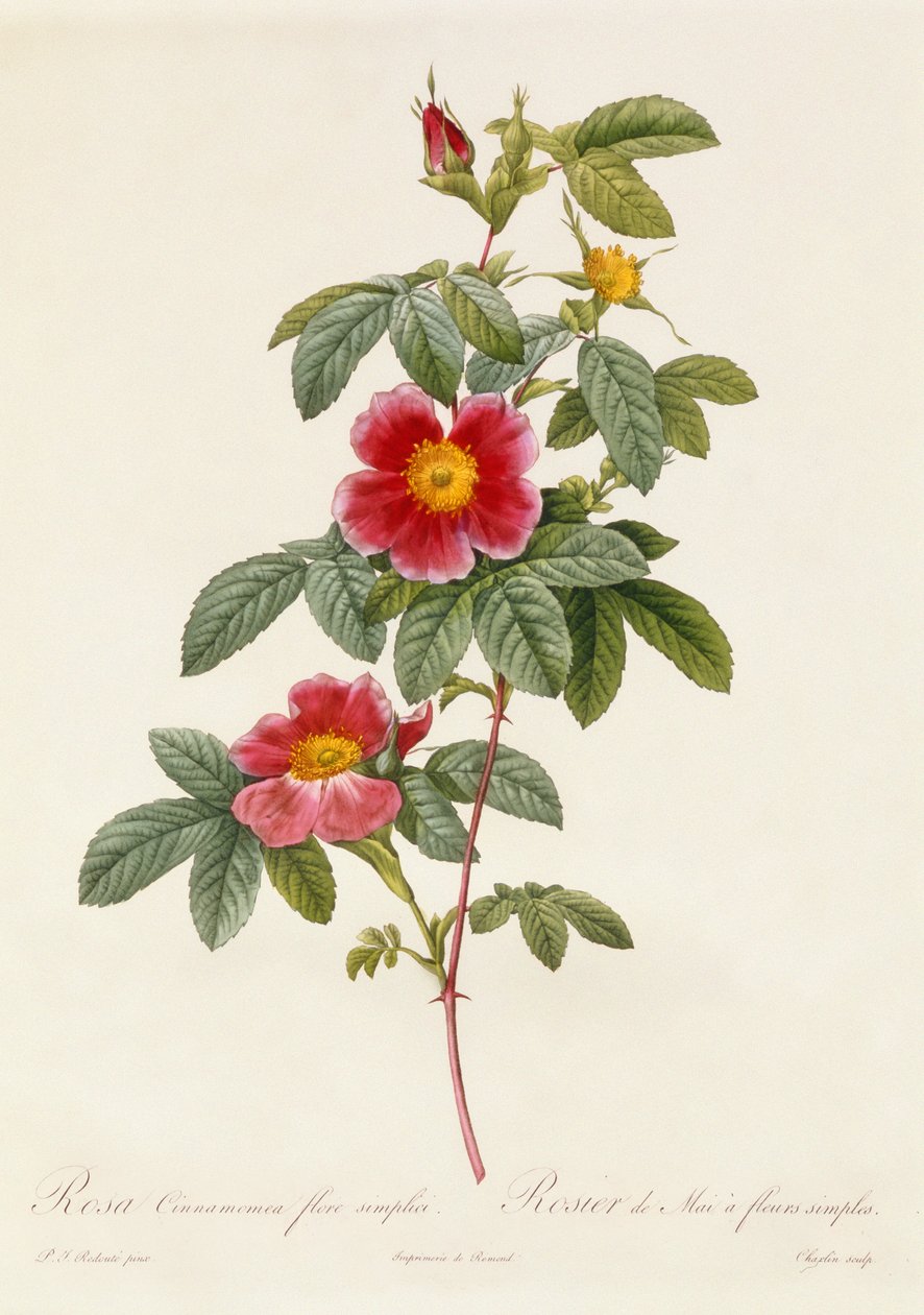 Rosa Cinnamomea yksinkertainen kukka tekijältä Pierre Joseph Redouté