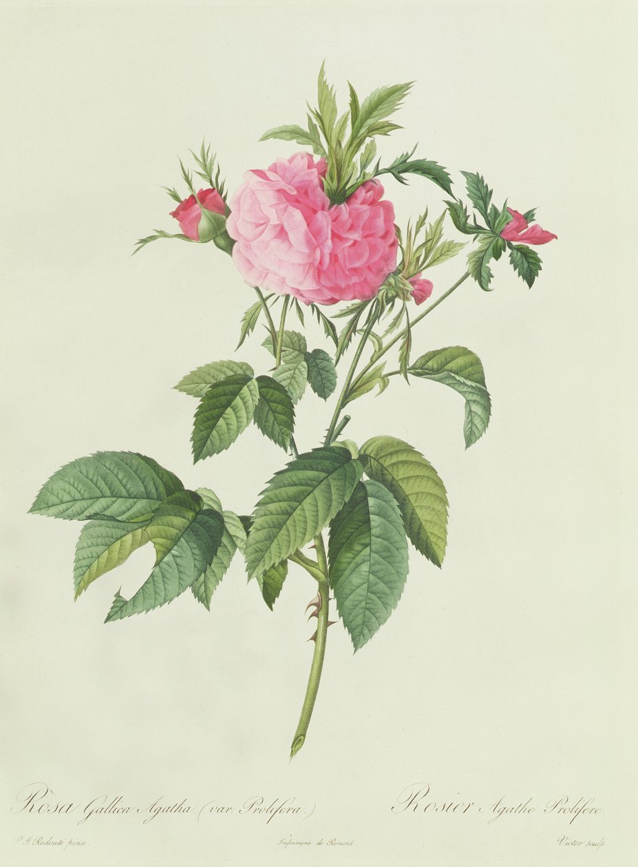 Rosa Gallica Agatha Prolifera tekijältä Pierre Joseph Redouté