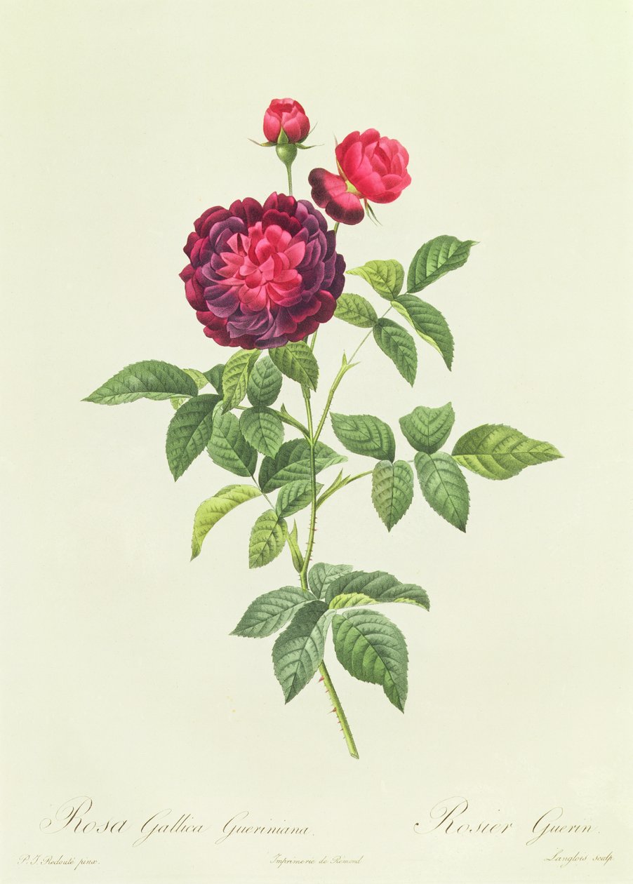 Rosa Gallica Gueriniana tekijältä Pierre Joseph Redouté