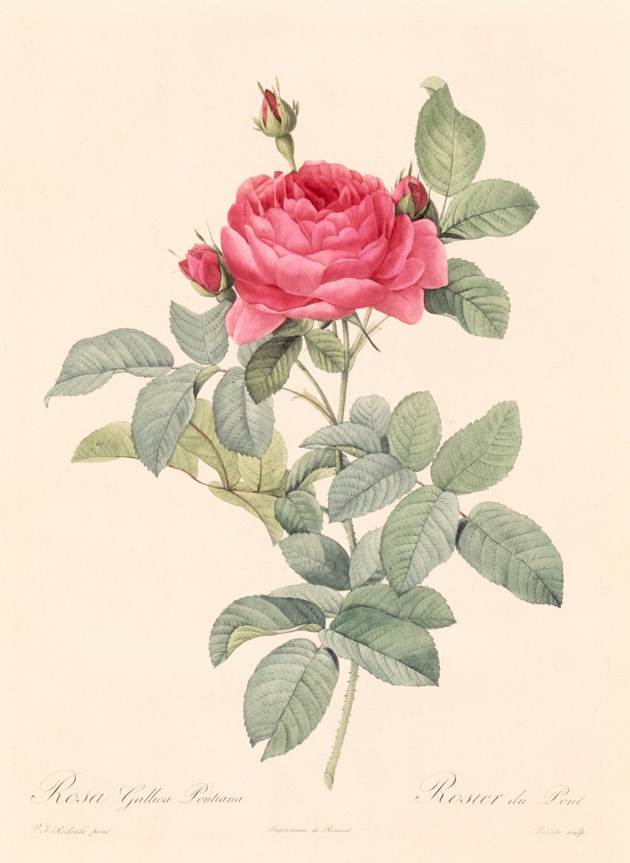 Rosa Gallica Pontiana tekijältä Pierre Joseph Redouté