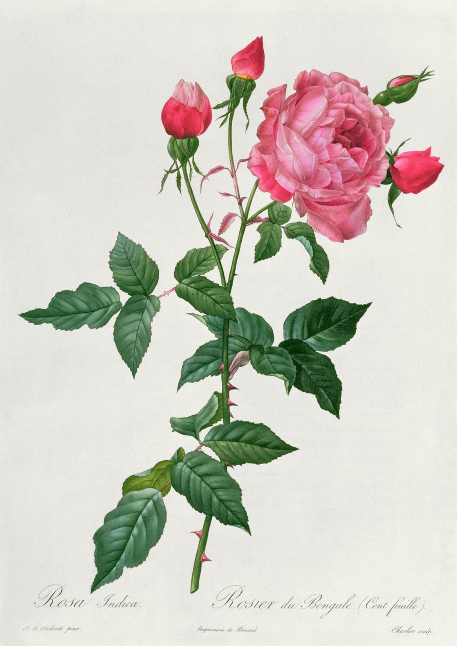 Indica Pinkki tekijältä Pierre Joseph Redouté
