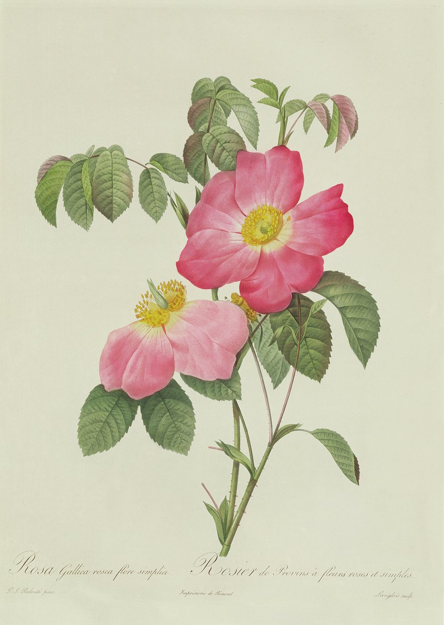 Rosa Tomentosa tekijältä Pierre Joseph Redouté