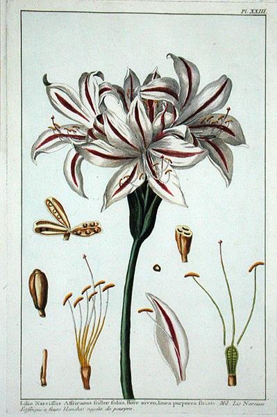 Lilius Narciffus Africanus kokoelmasta "Collection precieuse et enluminee" tekijältä Pierre Joseph Buchoz