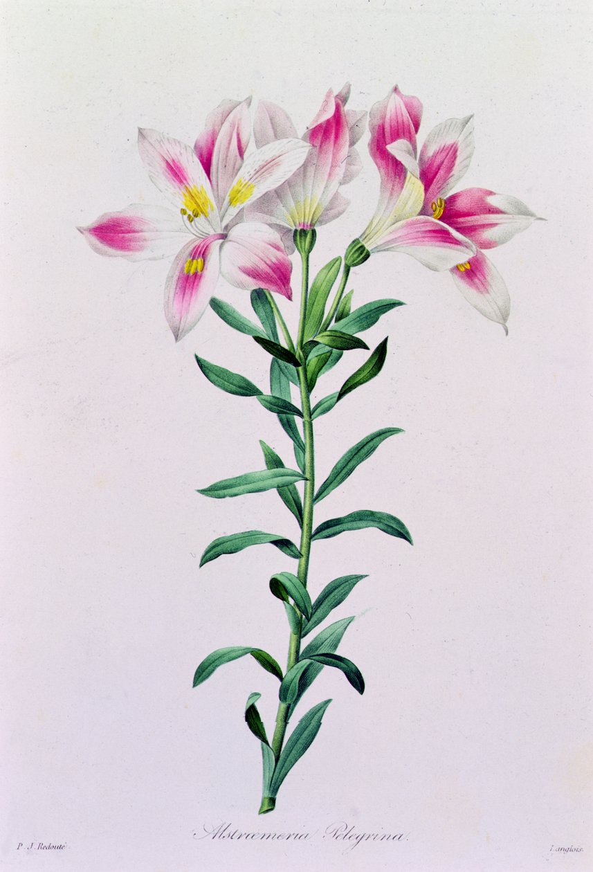 Alstroemeria Peregrina (värillinen kaiverrus) tekijältä Pierre Joseph Redouté