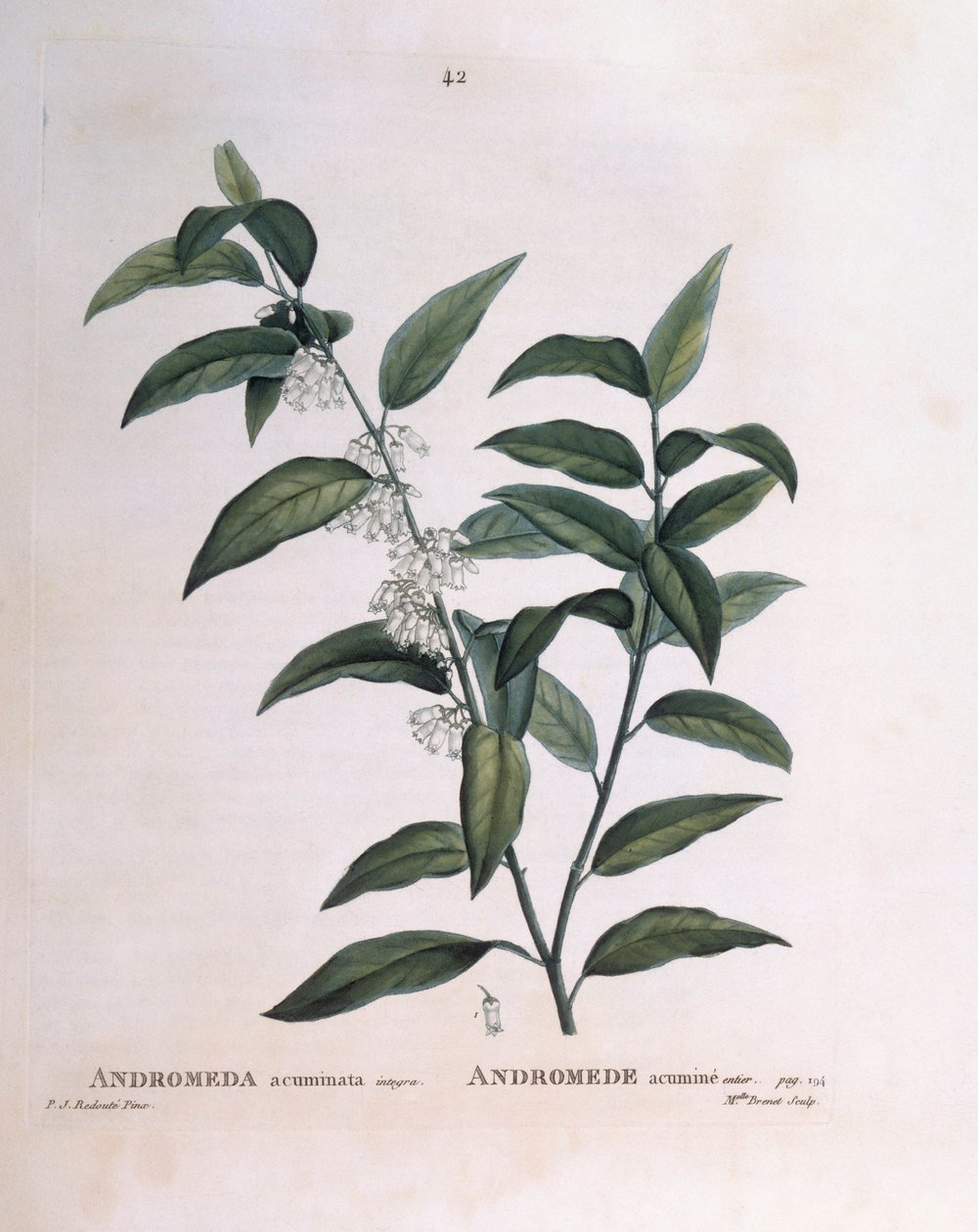 Andromeda acuminata Henry Louis Duhamel du Monceau, Pierre Joseph Redoutén kasvitieteellinen levy tekijältä Pierre Joseph Redouté